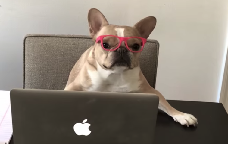 Teaching Dogs to Code Video